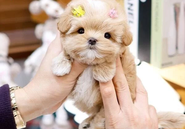 Muhteşem Surat Yapısına Sahip Maltipoo Yavrularımız