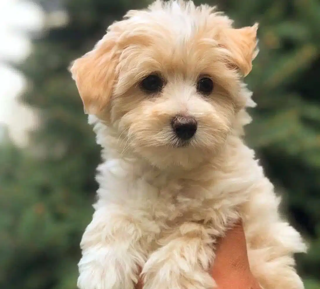 Safkan Maltipoo Yavruları Sorunsuz Gonderim