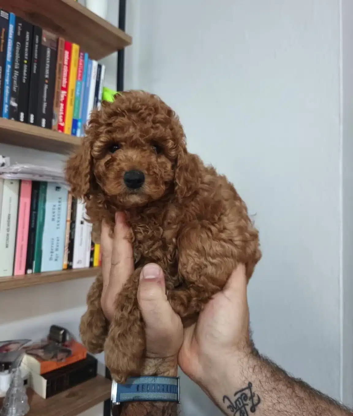 Meraklı Toy Poodle Yavrularımız