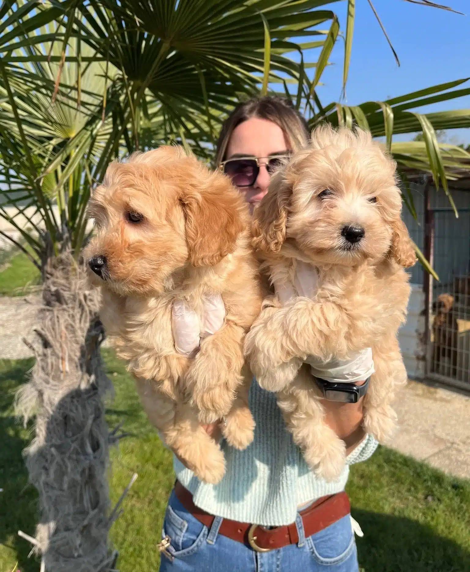 Mukemmel Maltipoo Bebeklerimiz