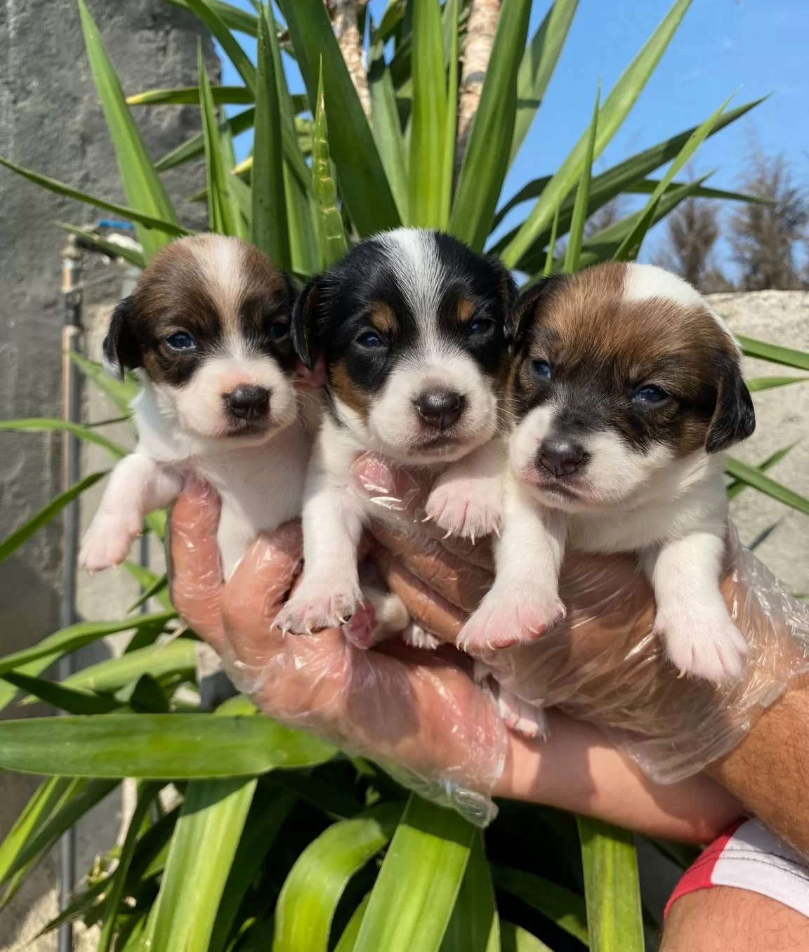 Jack Russell Bebeklerimiz