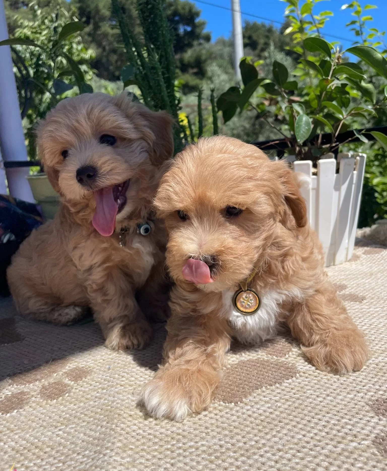güzel Suratlı Maltipoo Yavrular