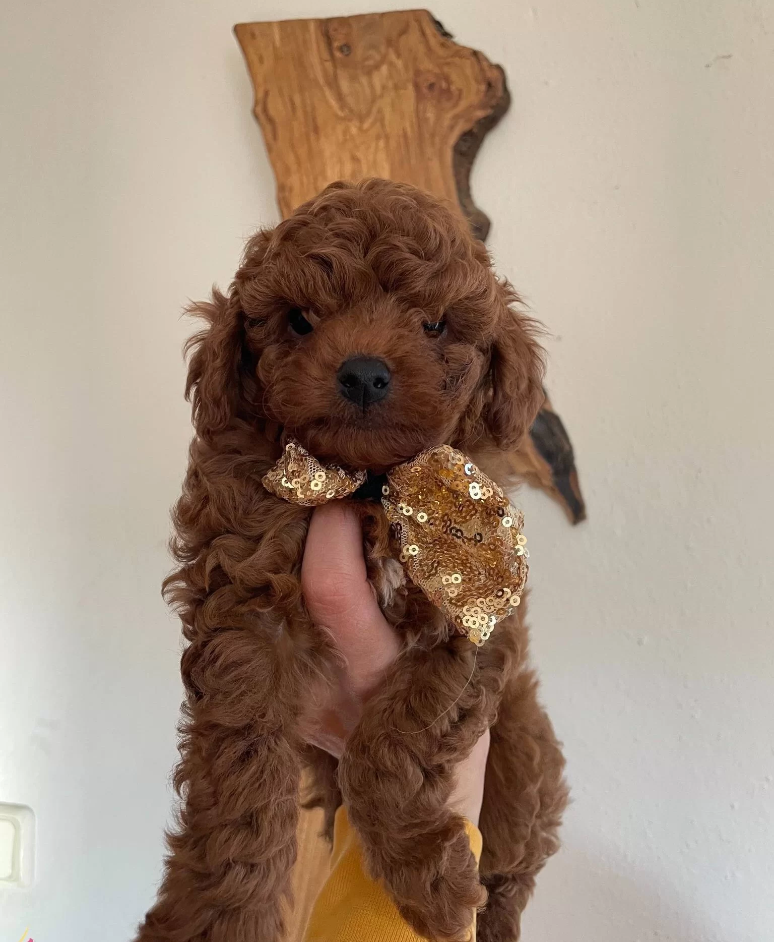 Bebek Surat Toy Poodle Yavrular