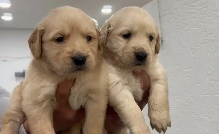 Golden Retriever Bebekler