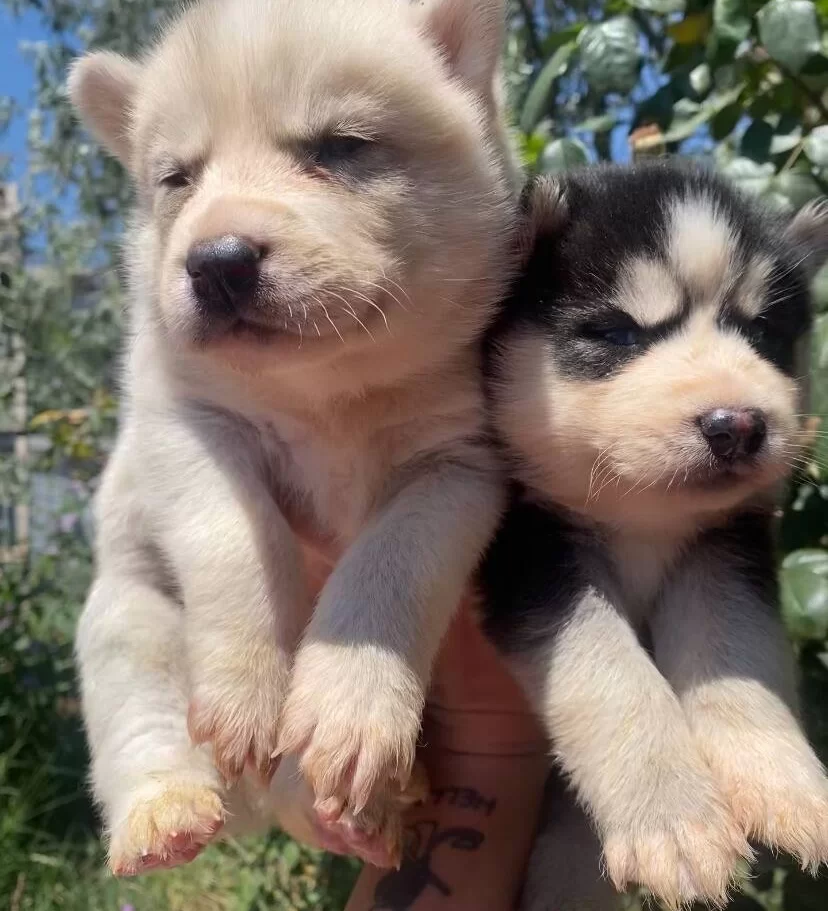 Safkan Sibirya Kurdu Husky Yavruları