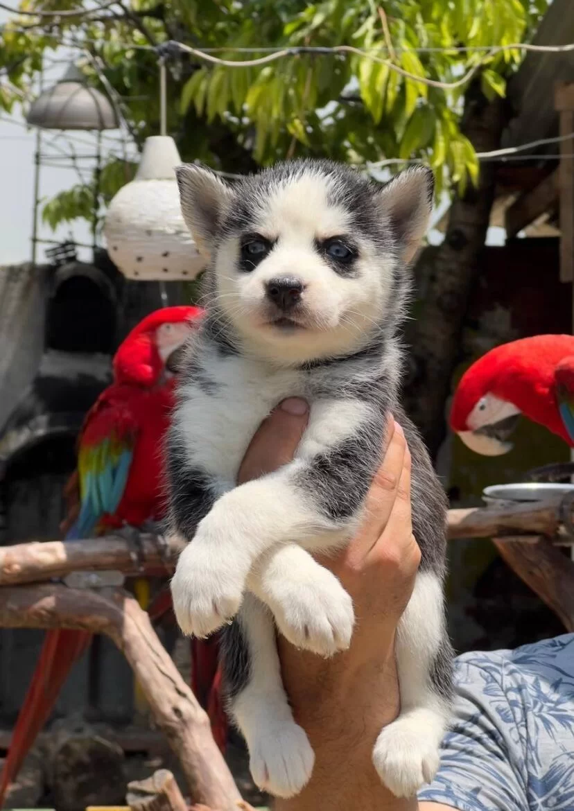 Saglıklı Husky Bebekler