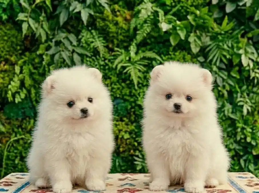 Safkan Teacup Pomerian Boo Yavruları