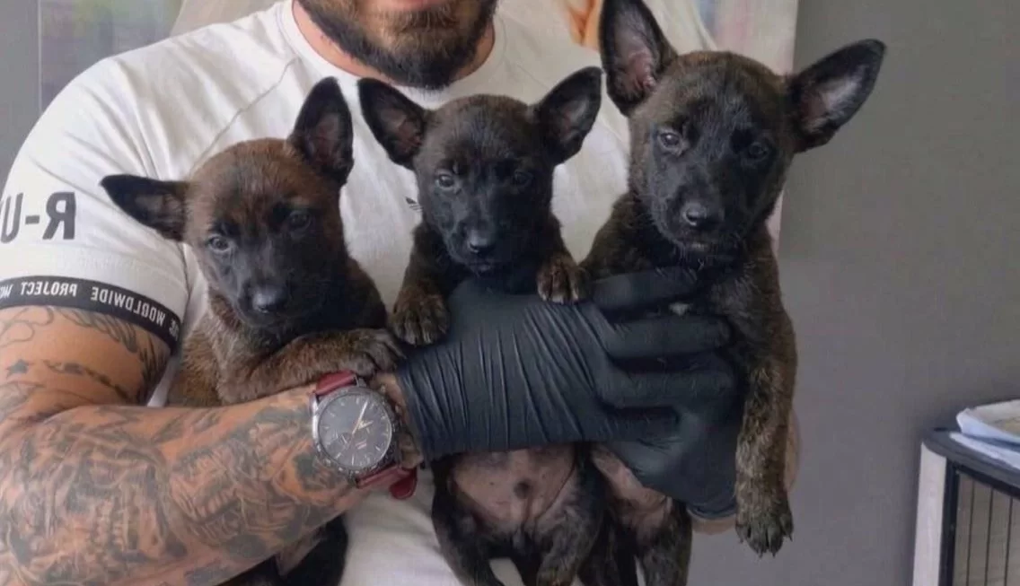 Maskeli Malinois Yavruları