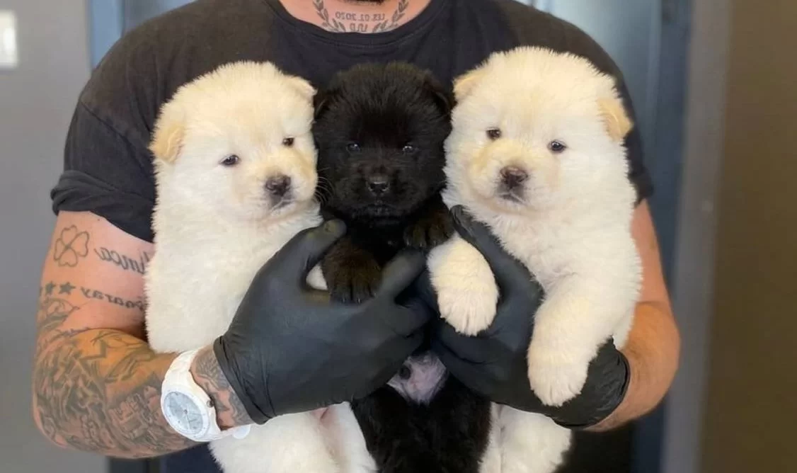 Safkan Minik Aslanlar Chow Chow Yavruları