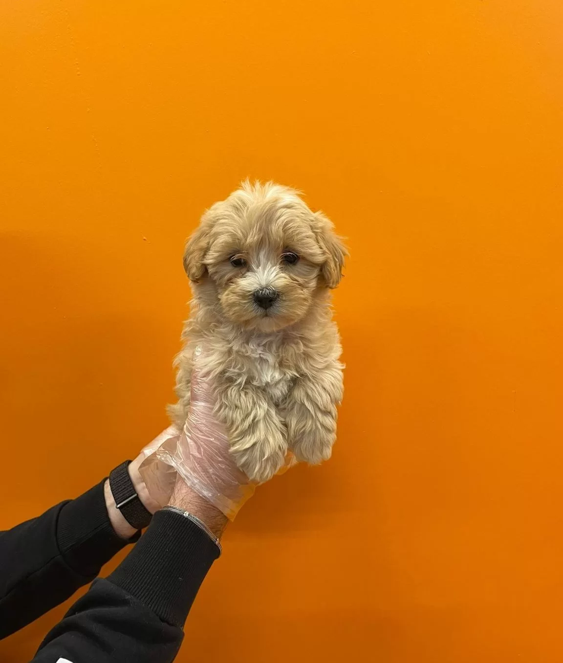 Mukemmel Maltipoo Bebeklerimiz
