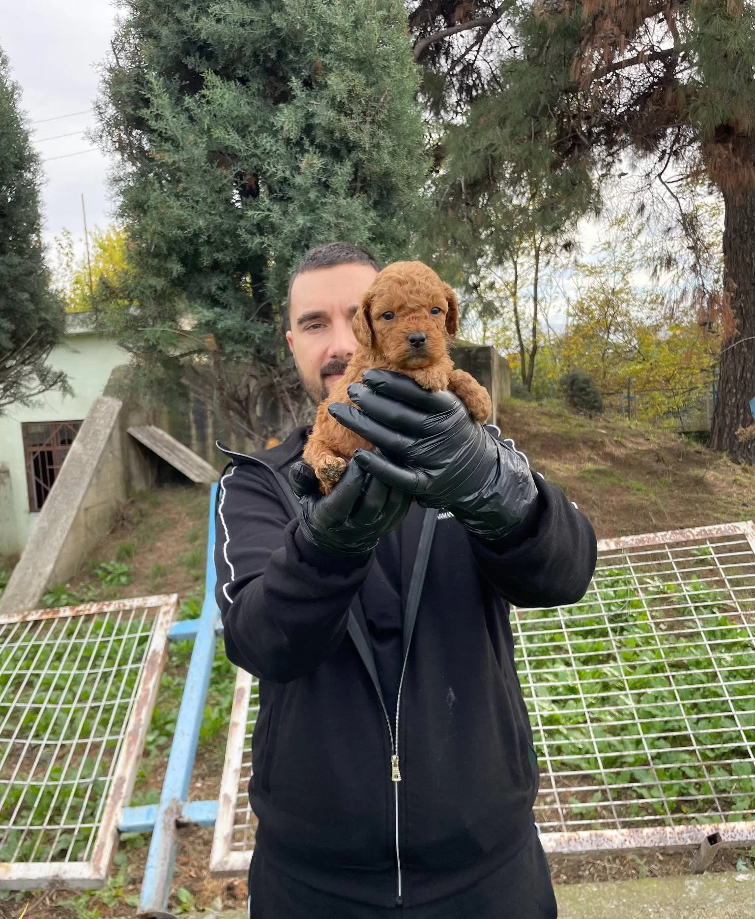 Gerçek Red Toy Poodle Yavrularımız