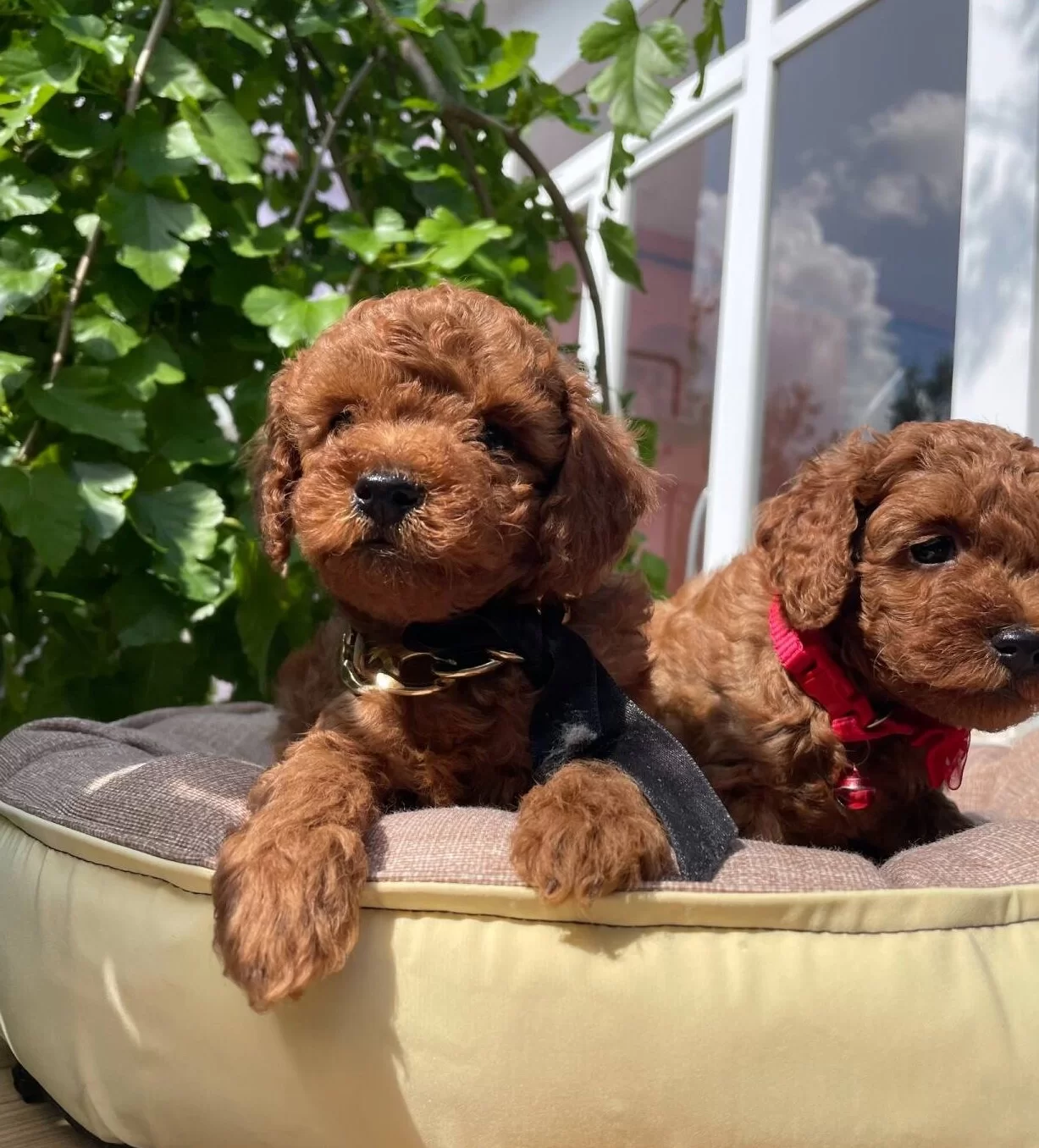 Ust Kalite Toy Poodle Yavruları