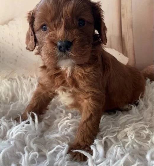 Kızıl Kürk Dokulu Sosyal Kelebek Maltipoo Yavrumuz