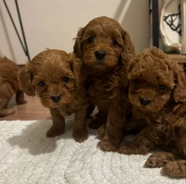 Ev Ortamında Kucuk Sevimli Red Maltipoo