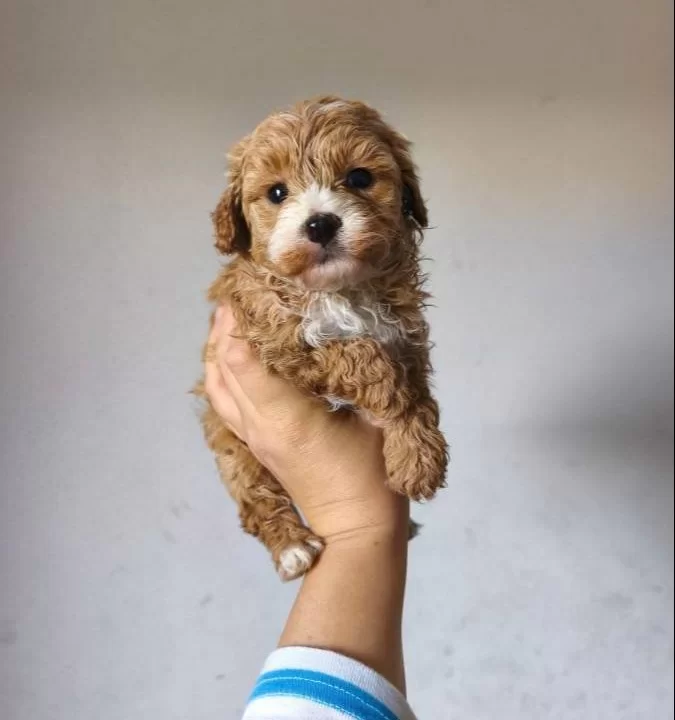 Maltipoo Yavrularımız