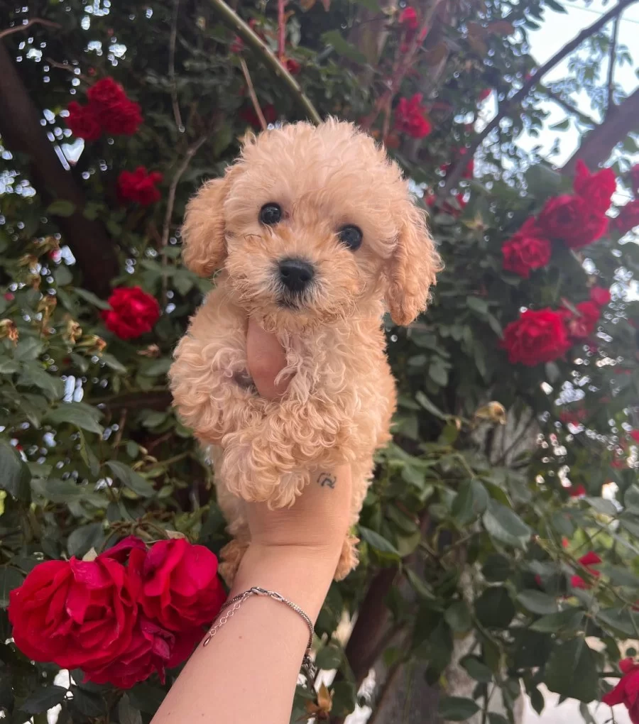 Teacup Maltipoo Yavrularım