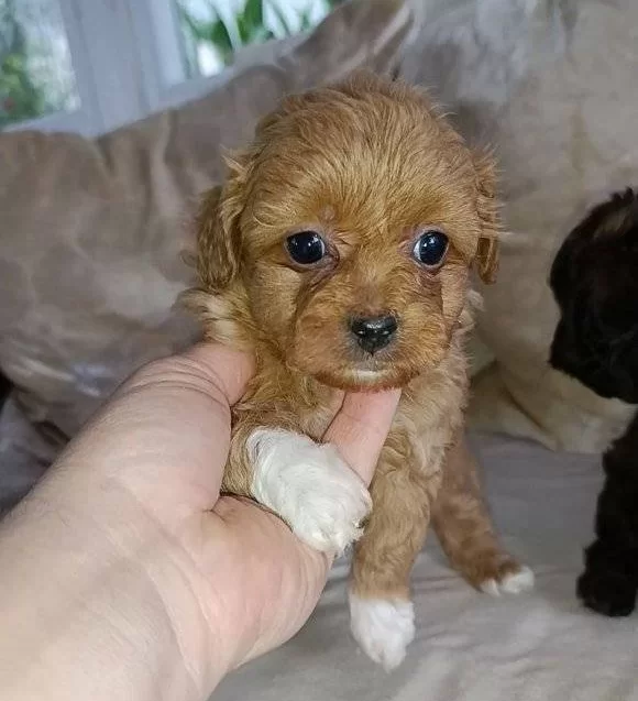 Cok Sevimli Mini Boy Maltipoo Bebekler