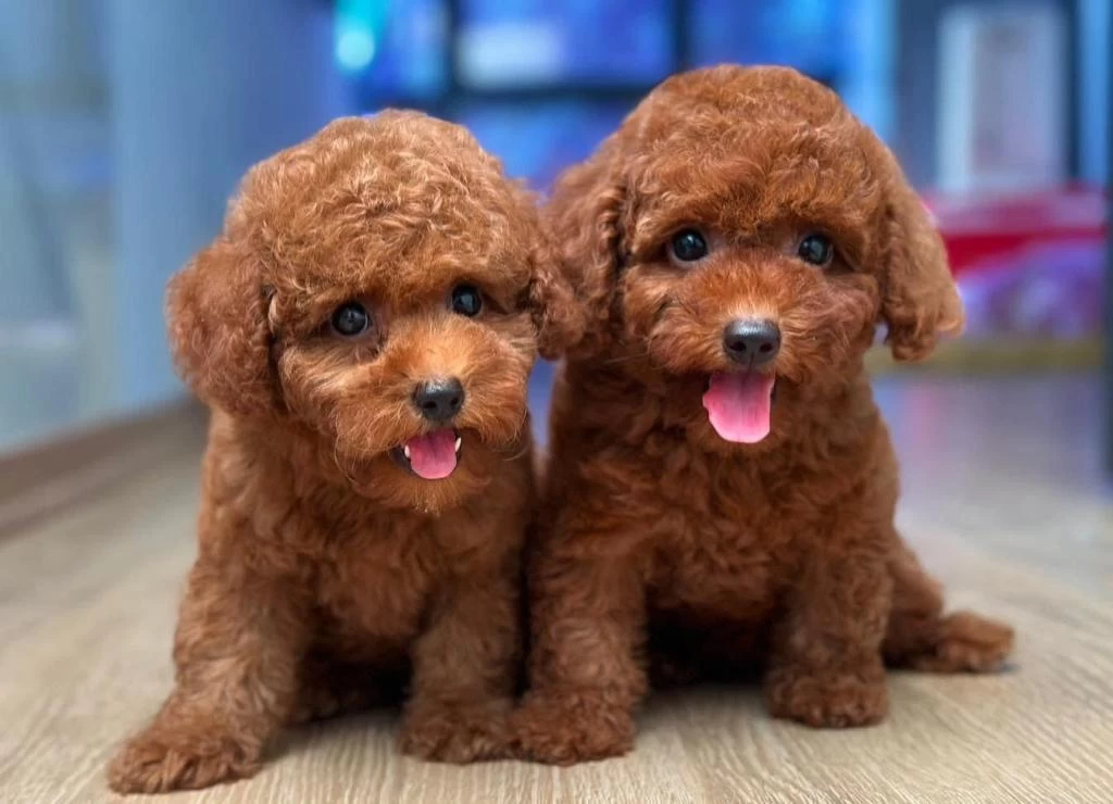 Toy Poodle Yavrularim
