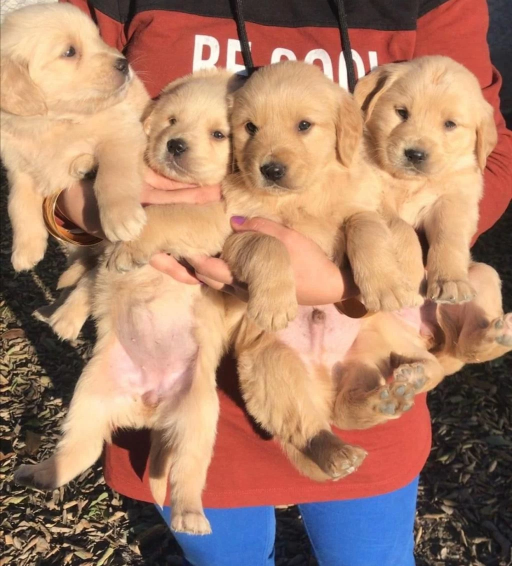 Koca Kafa Baby Face Golden Retriever Yavruları