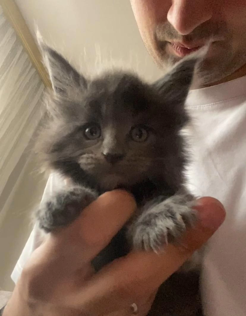 Dev Xxxl Kan Maine Coon Yavrular