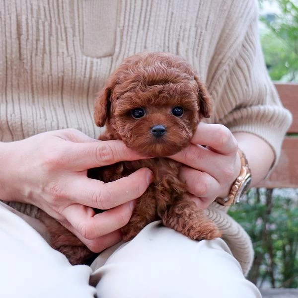 Toy Poodle Bebeklerim