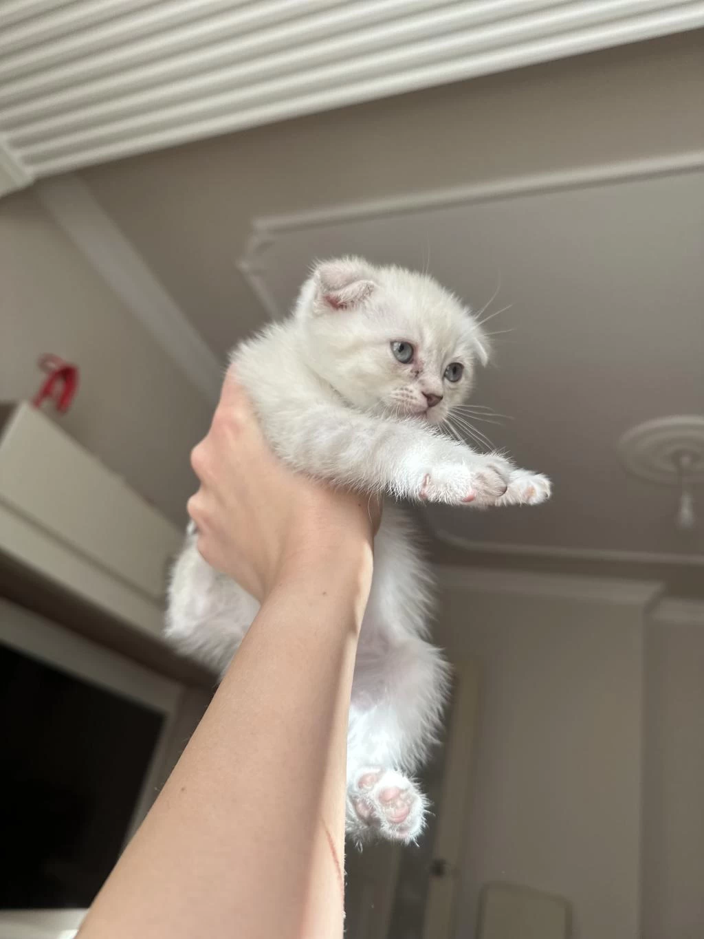1.5 Aylık Scottish Fold Yavrular