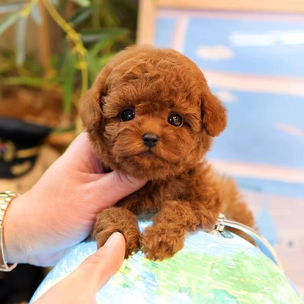 Korean Toy Poodle Yavrularim