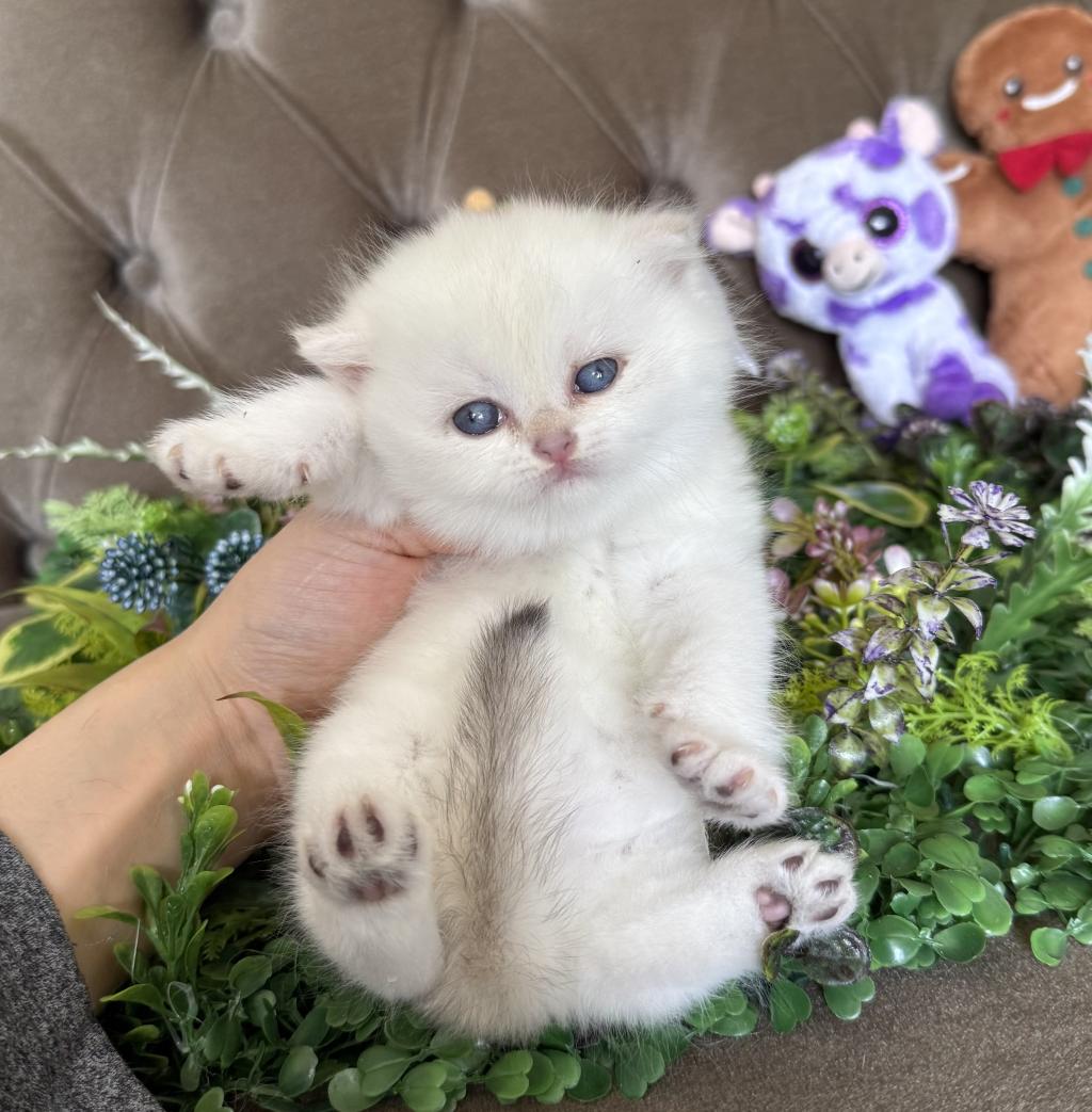 Yüksek Kalite British Shorthair