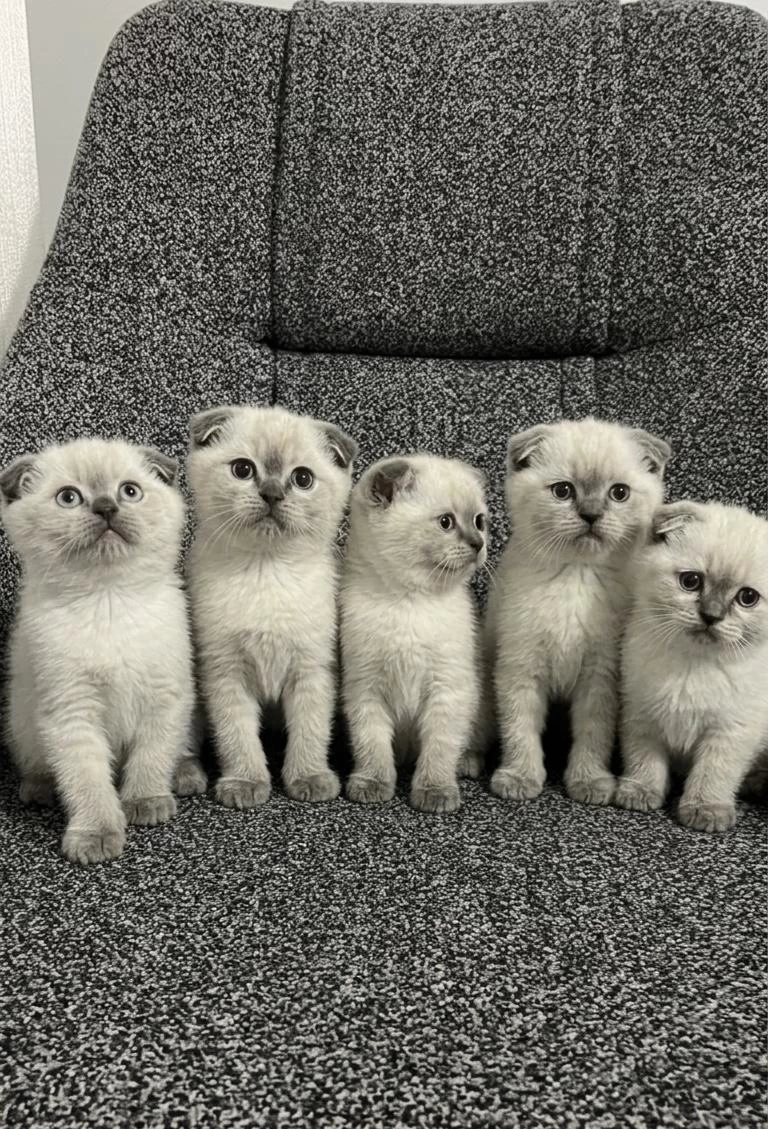 Safkan Scottish Fold Yavrularımız