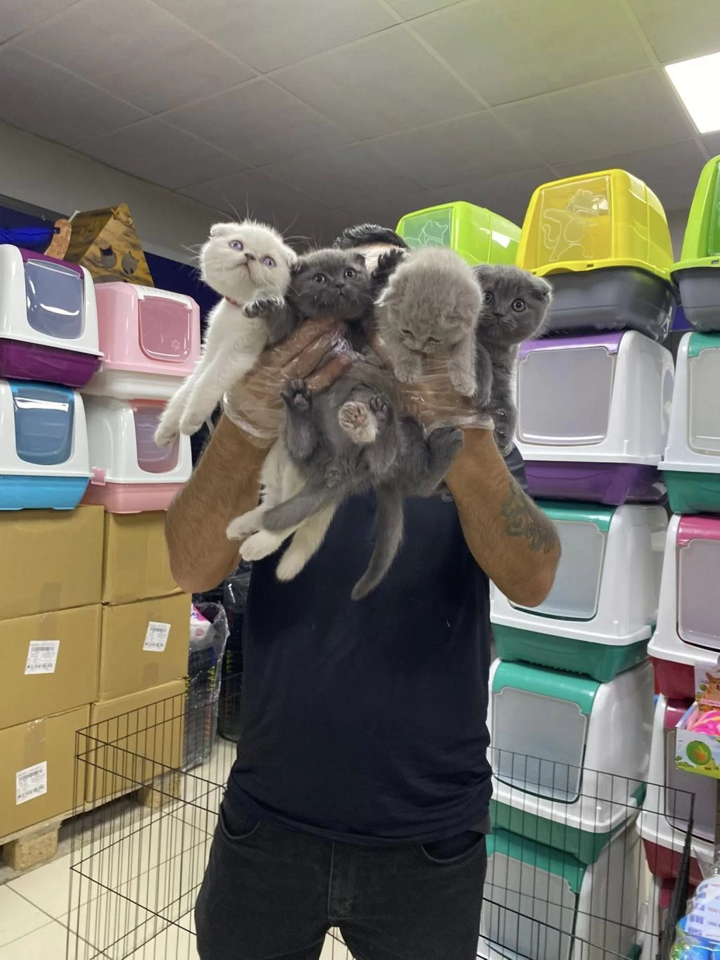 Top Kafa Scottish Fold Yavruları Fenomen Pet Shop