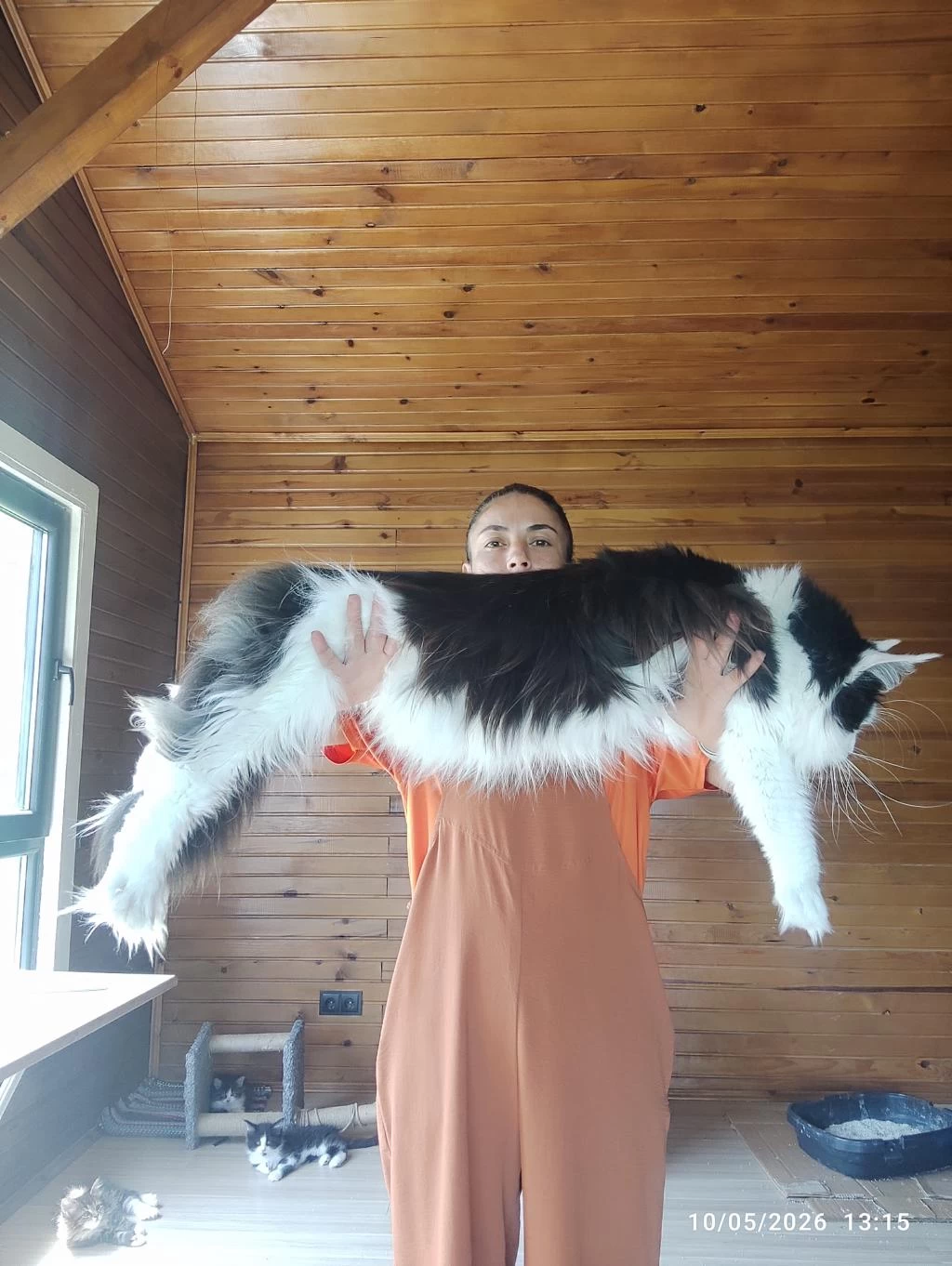 Tüm Aşı Ve Belgeler İle Eksiksiz Kayıtlı Şecereli Maine Coon