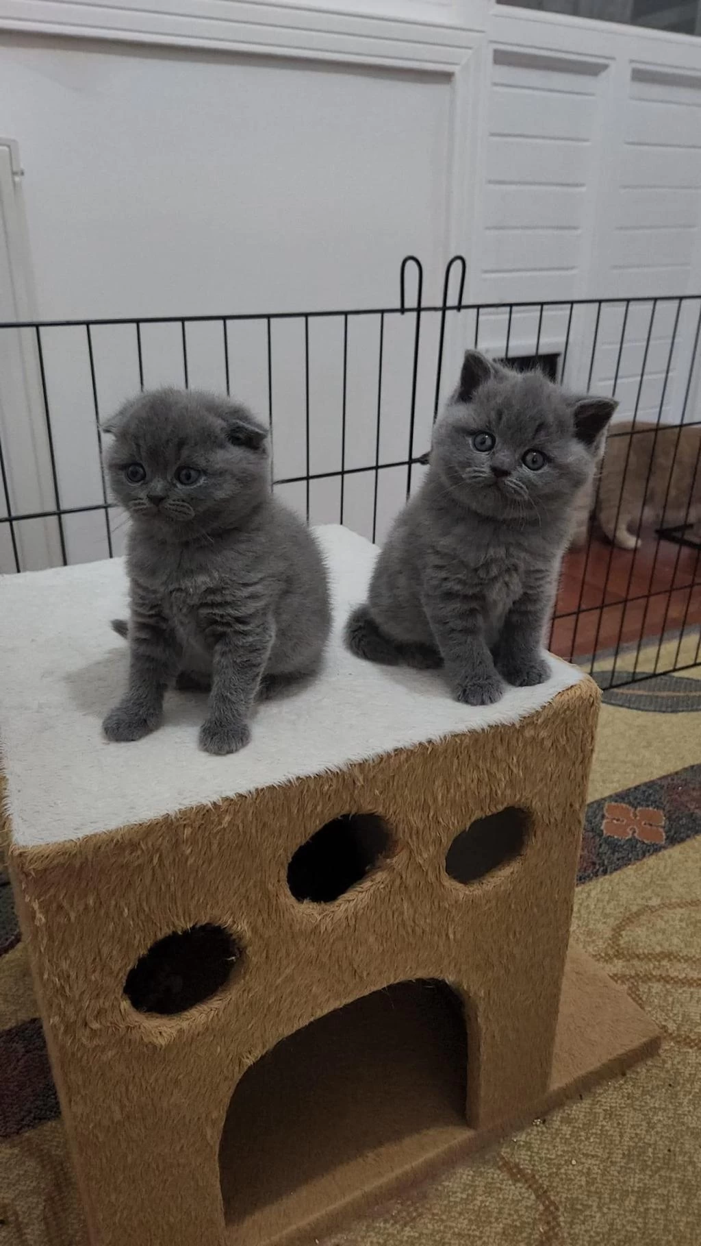 Koca Kafa Renk Renk Scottish Fold Yavruları