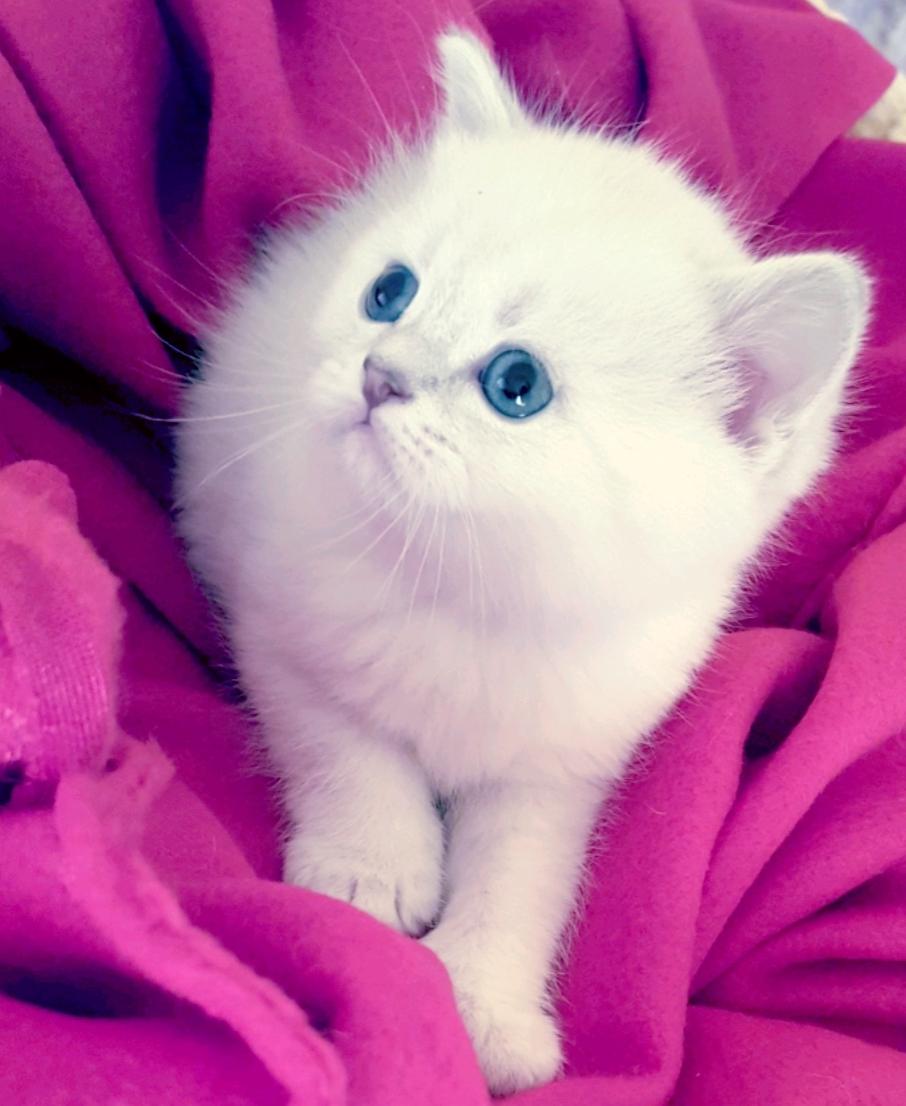 Mükemmel British Shorthair Bebişler