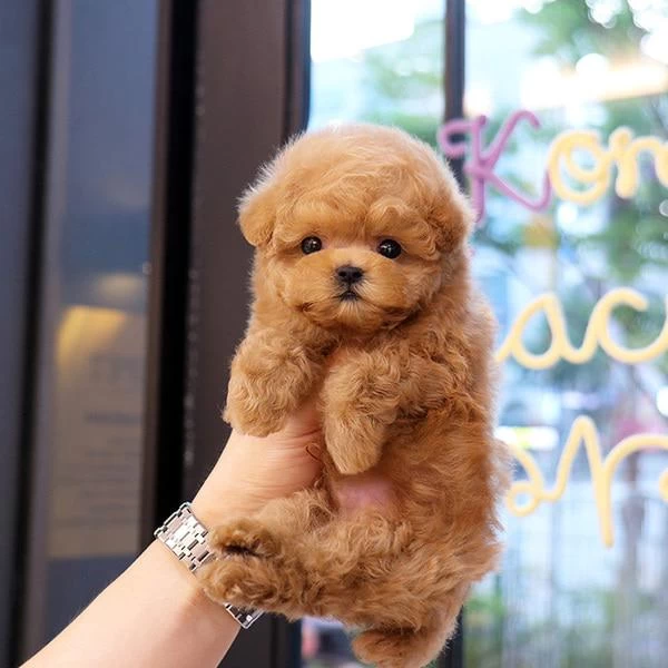 Süper Zeki Toy Poodle Bebeklerim