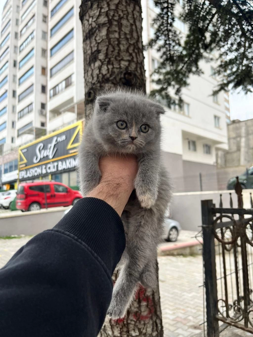 Scottish Fold Bebeğim