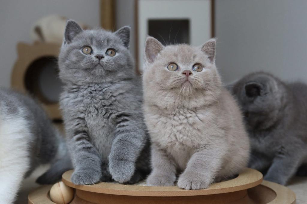 Koca Kafa Baby Face British Shorthair Yavruları
