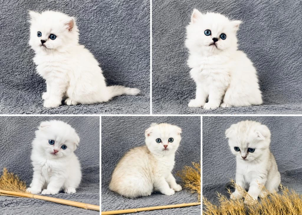 Scottish Fold Silver Bebekler