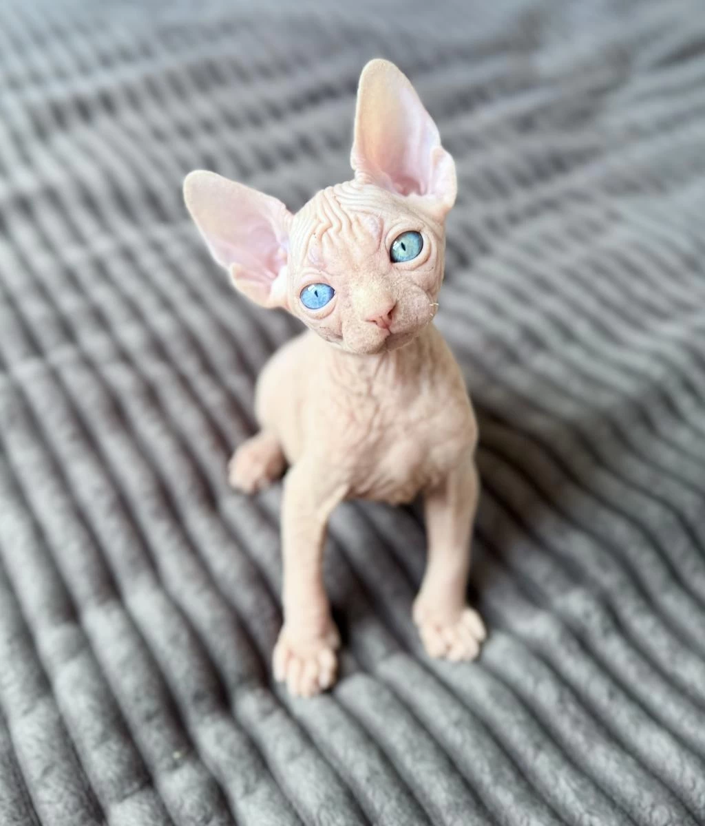 Odd Eyes 0 Tüy Lekesiz Pembe Yavru Sfenks