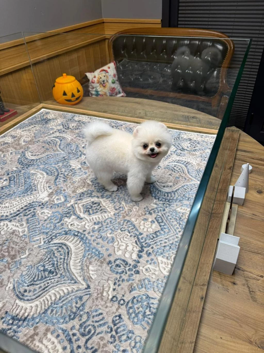 Ayıcık Surat Pomeranian Boo
