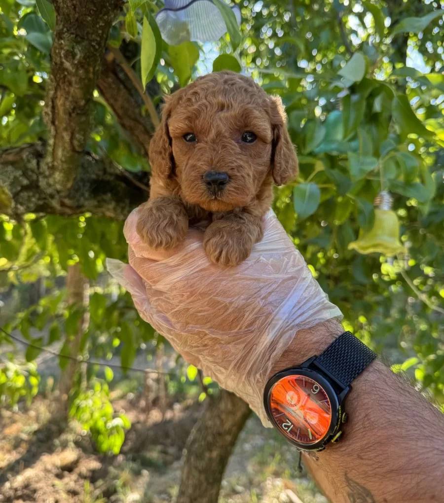 Kore Tea Cup Toy Poodle Bebeklerimiz