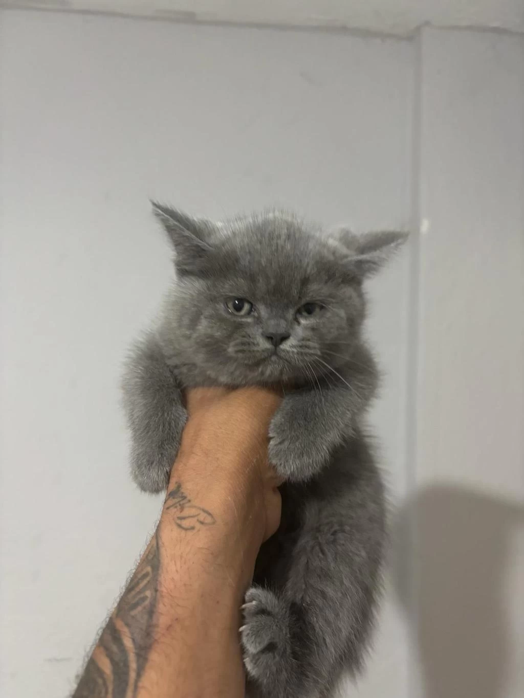 British Shorthair Yavrular Gönderim Mevcut
