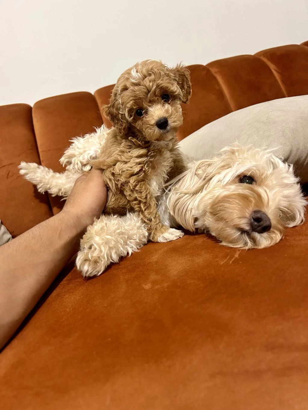 A Kalite Maltipoo Bebekler
