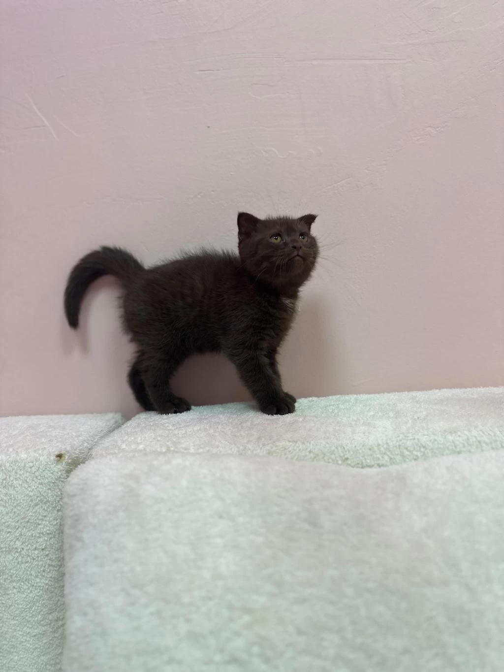 Scottish Fold Çikolata Yavrumuz