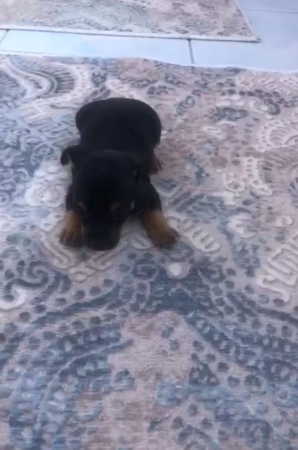 Pinscher Yavrular İrk Sağlık Garantili