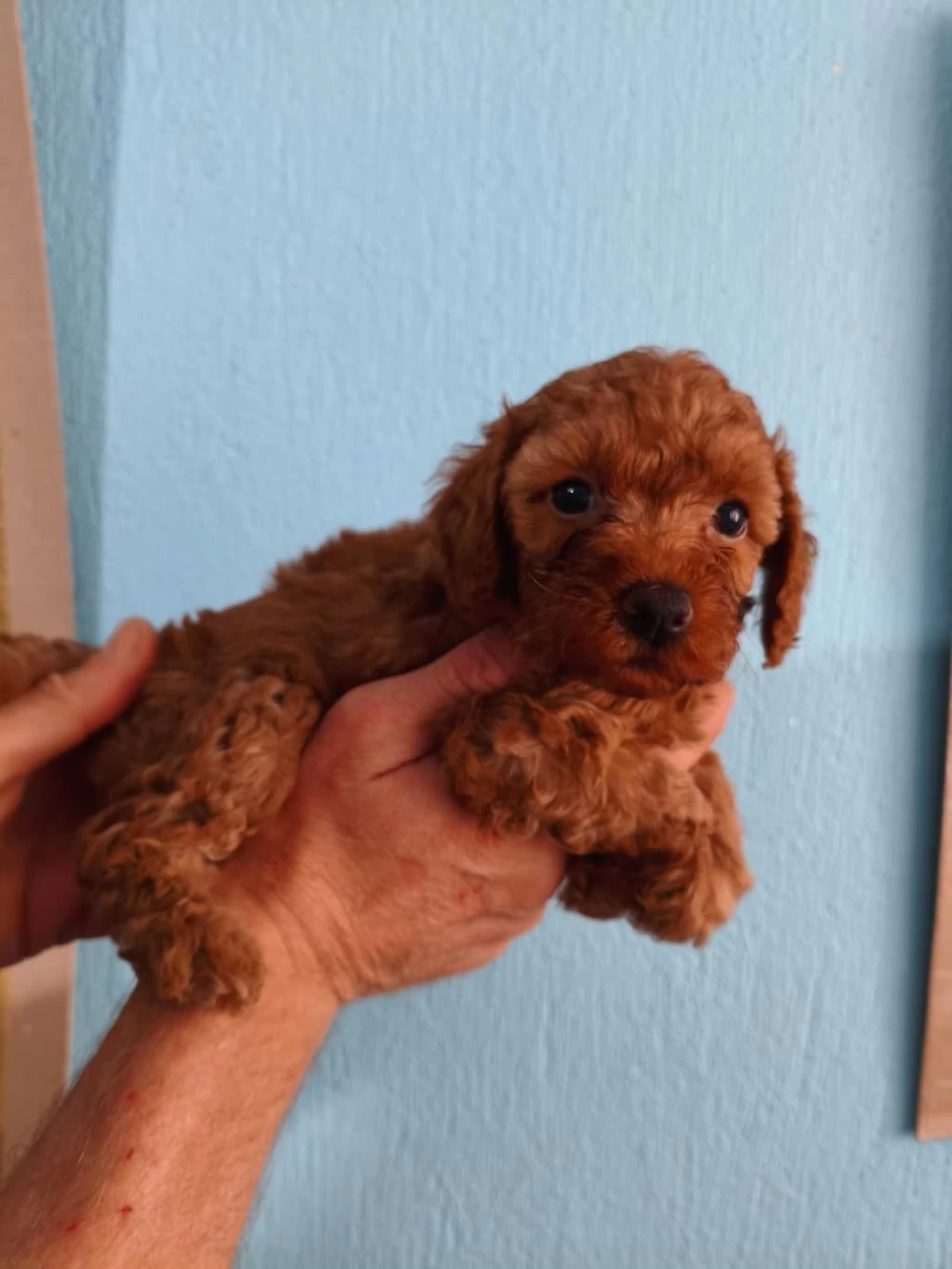 Red Toy Poodle Yavrular İzmir Elden Teslim