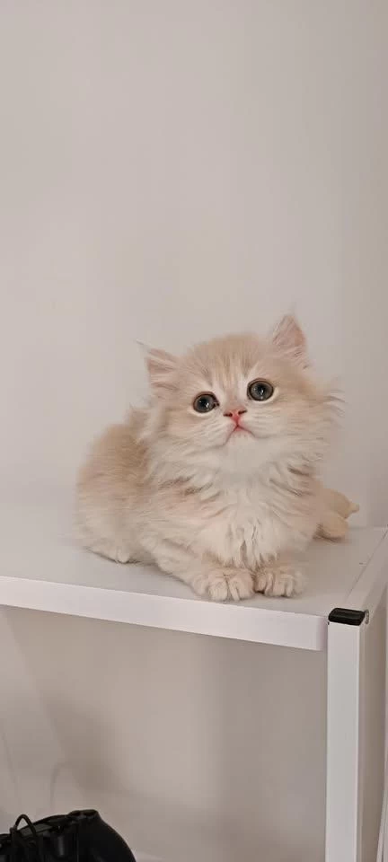 Özel Renk Chocolate Golden British Longhair