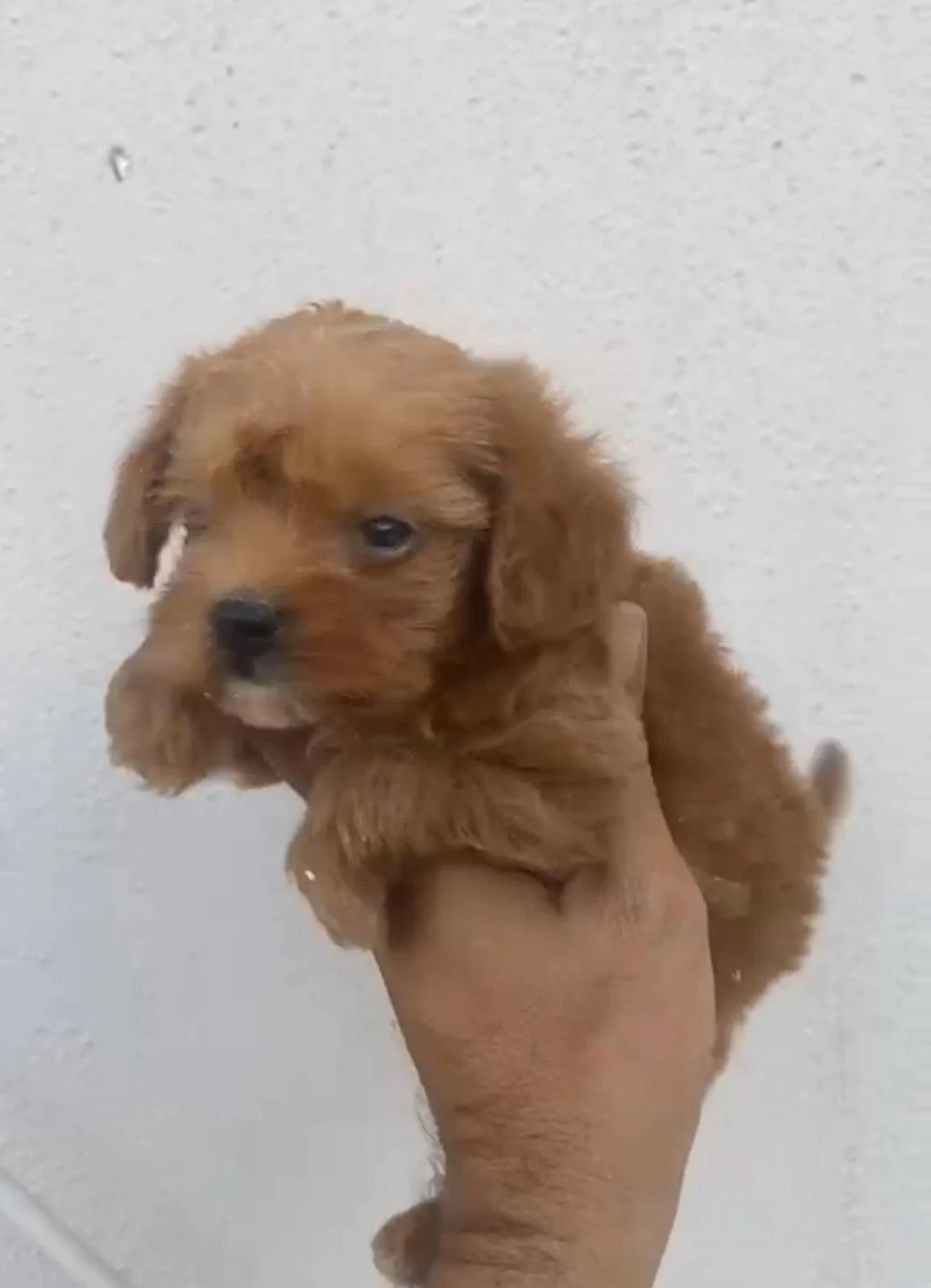 Maltipoo Kalite Yavrular İrk Sağlık Garantili
