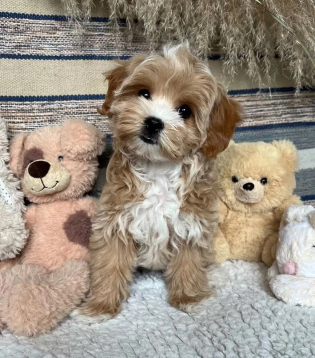 Mükemmel Kalite Maltipoo Bebekler
