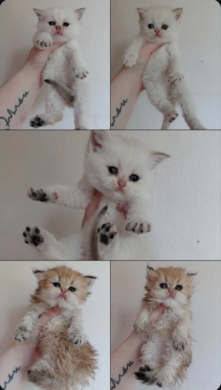 British Longhair Ve Shorthair