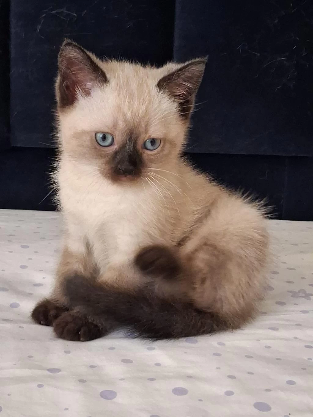 British Shorthair Yavrularımız
